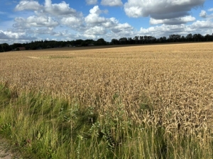 Experimental field 1