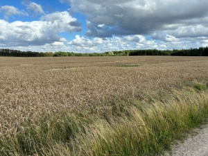 Experimental field 1